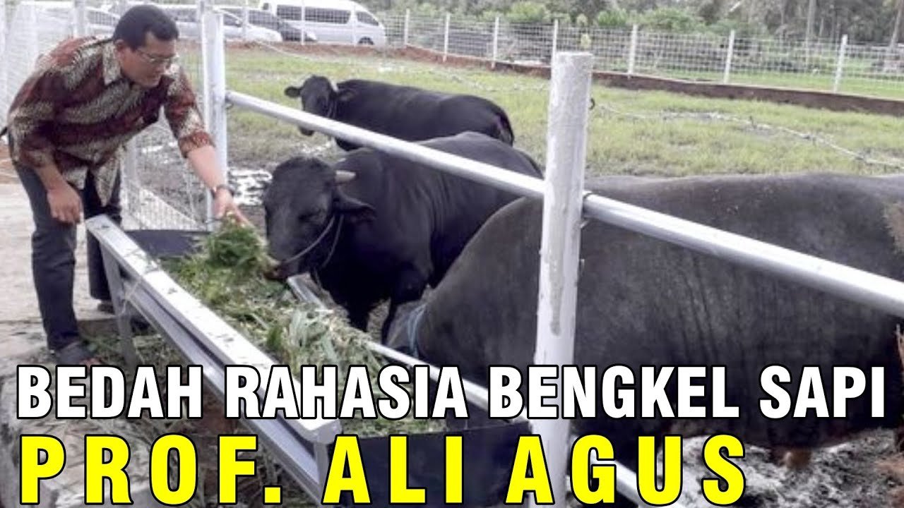 
                                 Koleksi-Ternak-Bengkel-Sapi-Kalijeruk